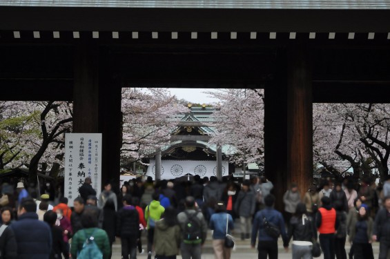 DSC_58132016年4月2日 靖国神社の桜 yasukuni jinjya sakura
