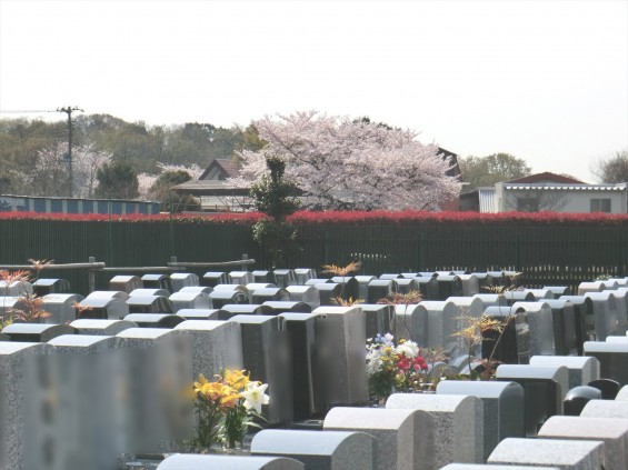 2016年4月13日 埼玉県の霊園 西上尾メモリアルガーデンから見える桜010-