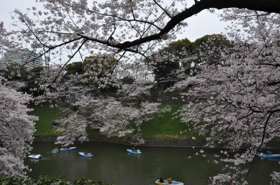 DSC_57522016年4月2日 千鳥ヶ淵の満開の桜