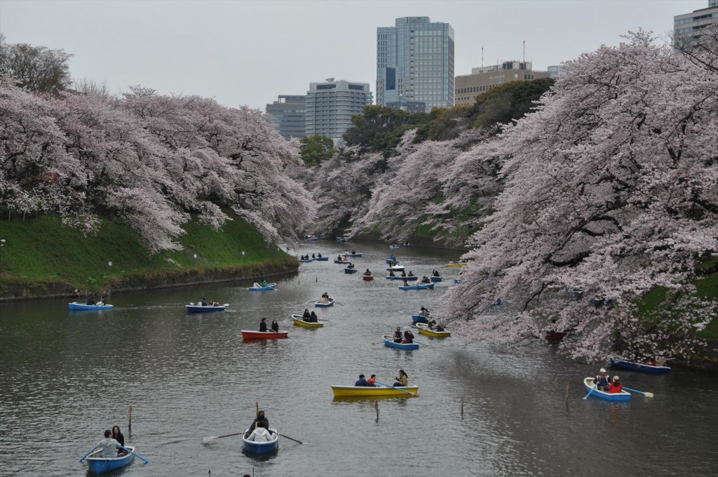2016年4月2日 千鳥ヶ淵 満開の桜とボートDSC_5736