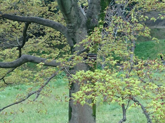 2016年4月2日 春・秋季皇居乾通り一般公開 満開の桜を見てきましたDSC_0839