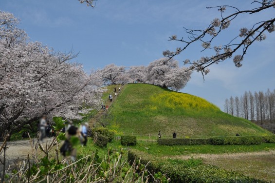 2016年4月 さきたま古墳公園の桜 満開DSC_5874