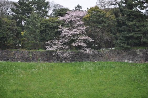DSC_56872016年4月2日 千鳥ヶ淵の満開の桜