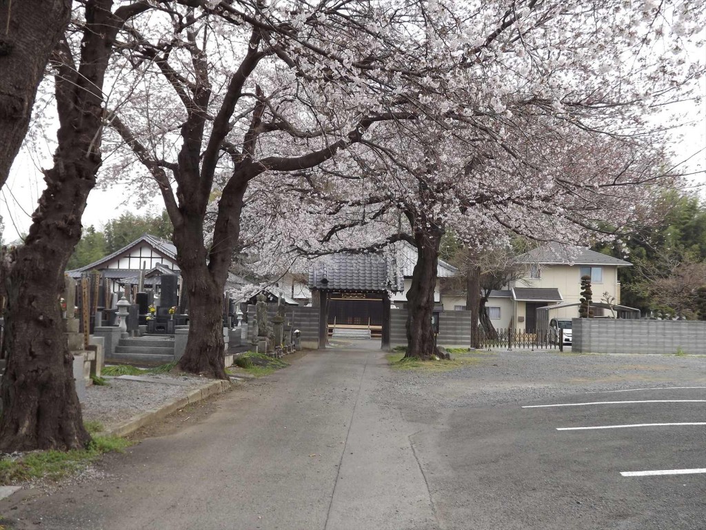 2016年3月 埼玉県伊奈町 西光寺の桜DSCF2021