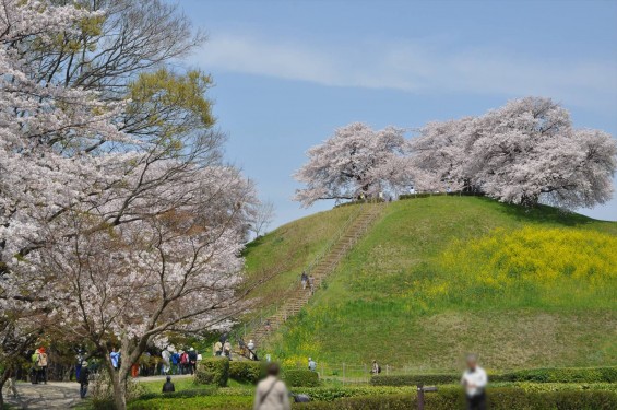 2016年4月 さきたま古墳公園の桜 満開DSC_5888