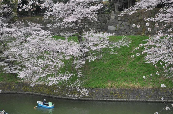DSC_57532016年4月2日 千鳥ヶ淵の満開の桜