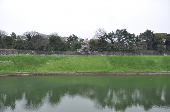 DSC_56902016年4月2日 千鳥ヶ淵の満開の桜