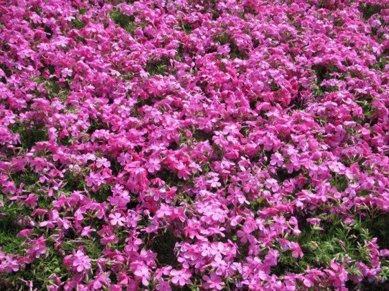 2016年4 神奈川県横浜市の霊園 都築まどか霊園の樹木葬の桜が綺麗ですIMG_0362