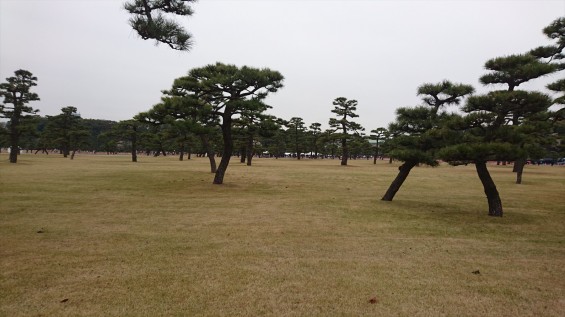 2016年4月2日 春・秋季皇居乾通り一般公開 満開の桜を見てきましたDSC_0791