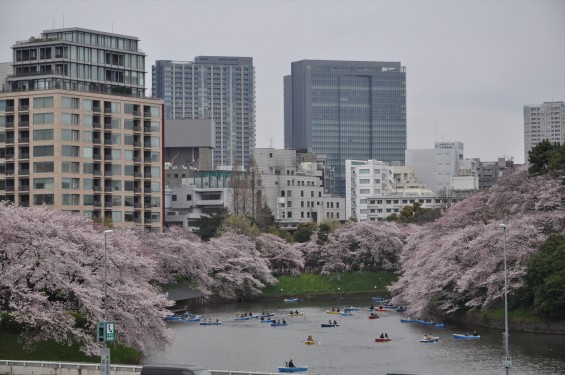 DSC_56612016年4月2日 千鳥ヶ淵の満開の桜