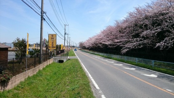 DSC_02132016年4月8日 桶川霊園の桜と花