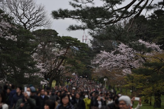 2016年4月2日 春・秋季皇居乾通り一般公開 満開の桜を見てきましたDSC_5647