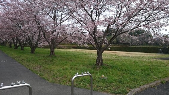 DSC_02252016年4月8日 さいたま市営思い出の里の桜と花 改葬