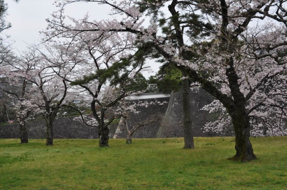 2016年4月2日 春・秋季皇居乾通り一般公開 満開の桜を見てきましたDSC_5643