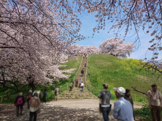 2016年4月 さきたま古墳公園の桜 満開DSC_0403