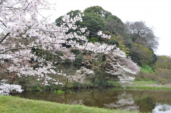2016年4月2日 春・秋季皇居乾通り一般公開 満開の桜を見てきましたDSC_5621