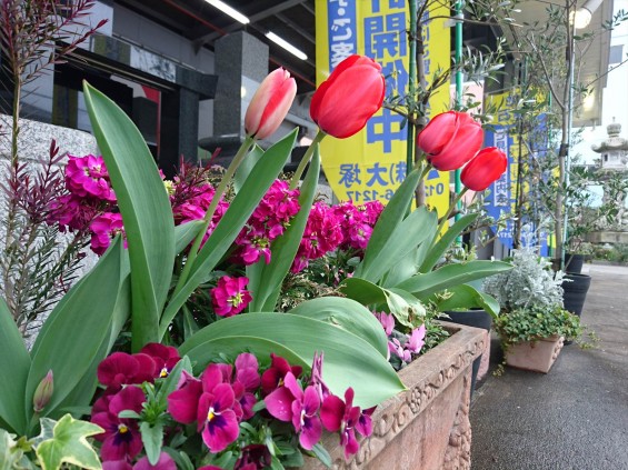 DSC_04012016年4月5日 石材店の大塚　展示場の春の花 チューリップ