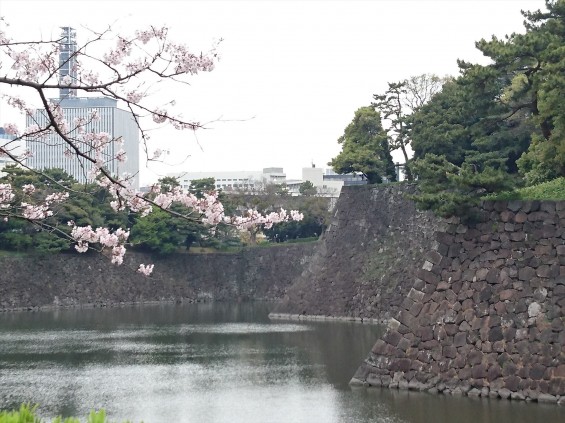2016年4月2日 春・秋季皇居乾通り一般公開 満開の桜を見てきましたDSC_0822