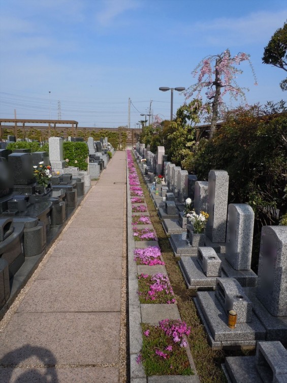 2016年4月 埼玉県の霊園 鴻巣霊園 春 DSCN0925 芝桜