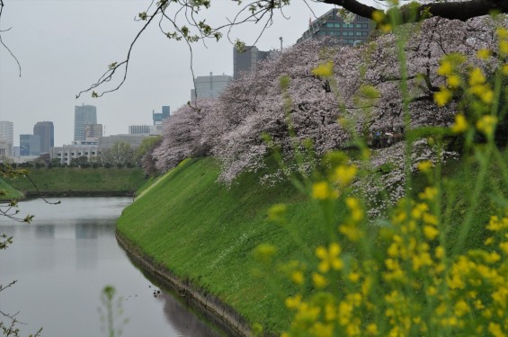 DSC_56852016年4月2日 千鳥ヶ淵の満開の桜