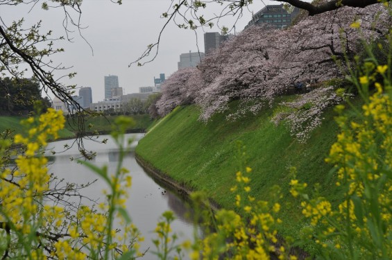 DSC_56822016年4月2日 千鳥ヶ淵の満開の桜