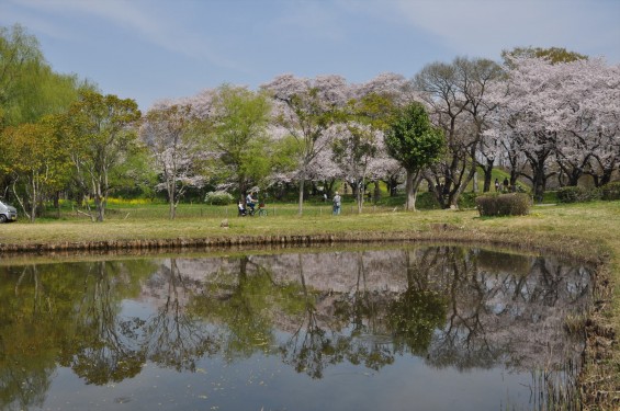 2016年4月 さきたま古墳公園の桜 満開DSC_5872