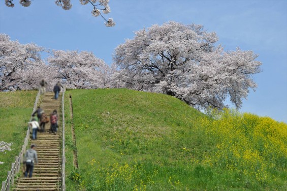 2016年4月 さきたま古墳公園の桜 満開DSC_5878