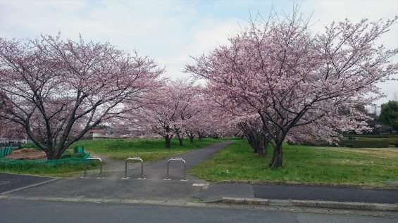 DSC_02232016年4月8日 さいたま市営思い出の里の桜と花 改葬