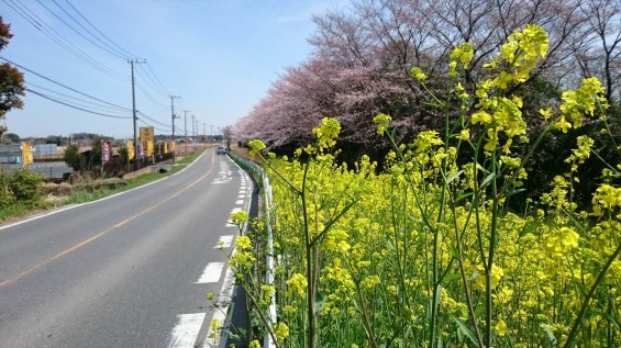 DSC_02172016年4月8日 桶川霊園の桜と花