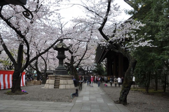 DSC_58252016年4月2日 靖国神社の桜 yasukuni jinjya sakura