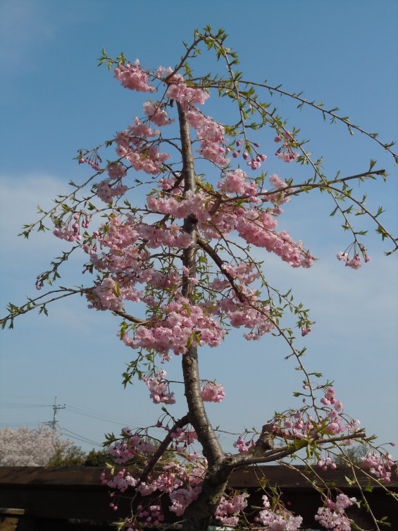 2016年4月 埼玉県の霊園 鴻巣霊園 春 DSCN0929 桜