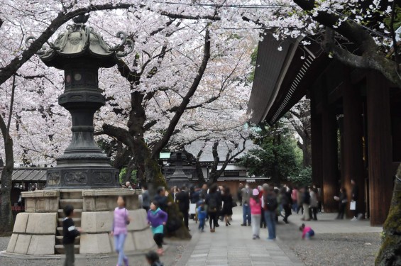 DSC_58262016年4月2日 靖国神社の桜 yasukuni jinjya sakura