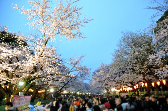 2016年4月2日 東京 上野恩賜公園 上野公園 夜桜 花見DSC_5850