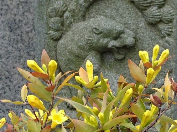 DSC_03992016年4月5日 石材店の大塚　展示場の春の花 カロライナジャスミン 黄色 石碑