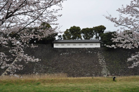 2016年4月2日 春・秋季皇居乾通り一般公開 満開の桜を見てきましたDSC_5608