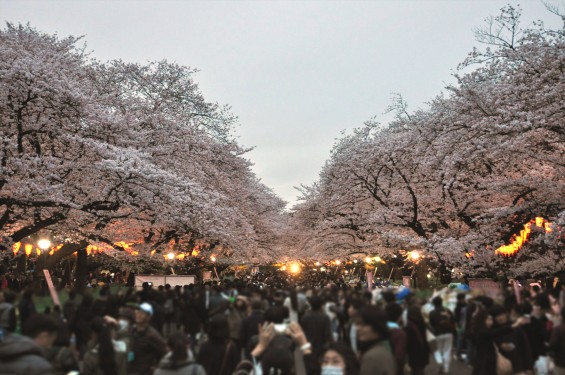 2016年4月2日 東京 上野恩賜公園 上野公園 夜桜 花見DSC_5839