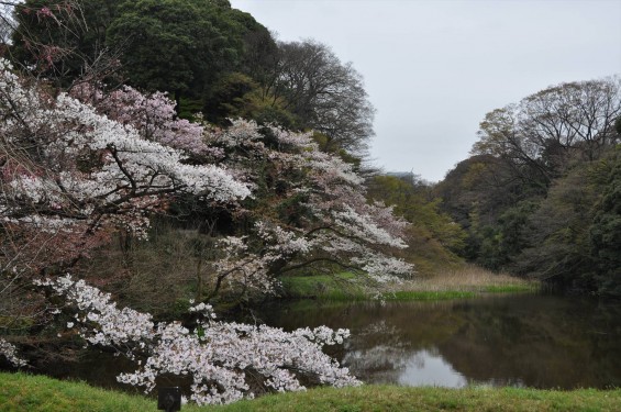 2016年4月2日 春・秋季皇居乾通り一般公開 満開の桜を見てきましたDSC_5617