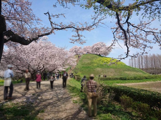 2016年4月 さきたま古墳公園の桜 満開DSC_0400