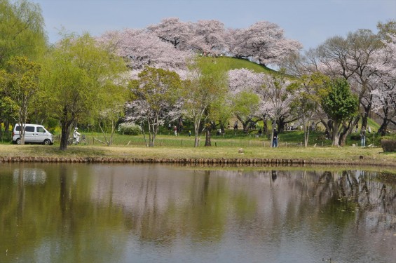 2016年4月 さきたま古墳公園の桜 満開DSC_5870