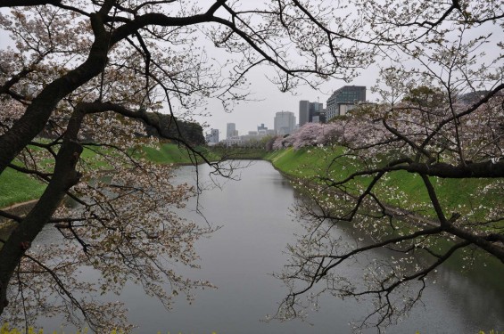 DSC_56692016年4月2日 千鳥ヶ淵の満開の桜