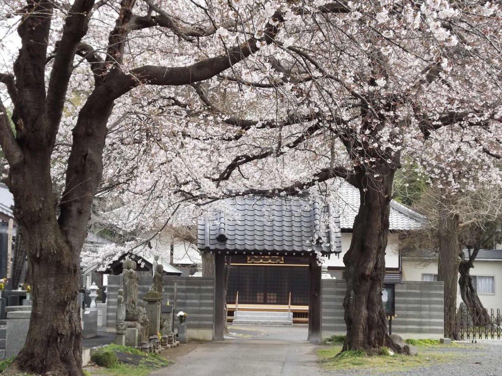 2016年3月 埼玉県伊奈町 西光寺の桜DSCF2020