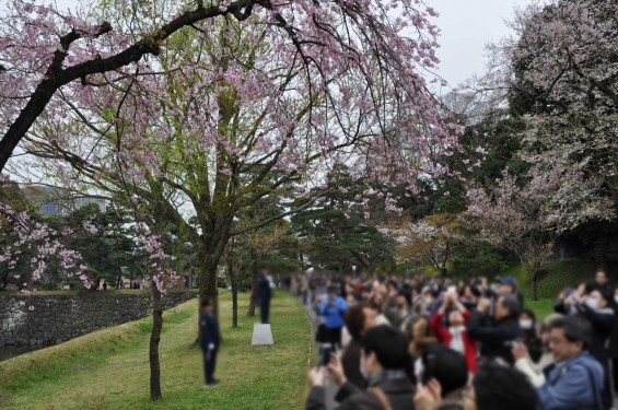 2016年4月2日 春・秋季皇居乾通り一般公開 満開の桜を見てきましたDSC_5632