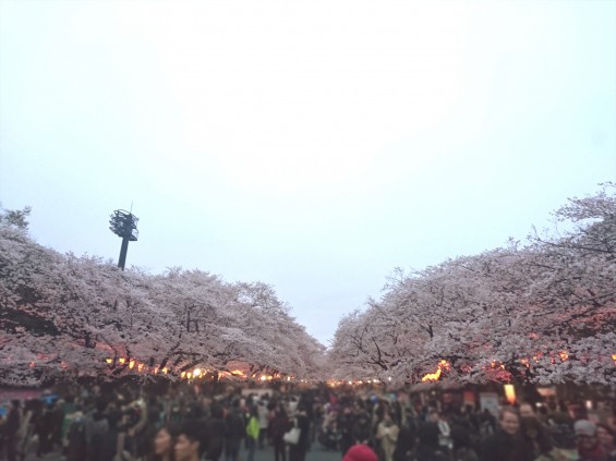 2016年4月2日 東京 上野恩賜公園 上野公園 夜桜 花見DSC_0930