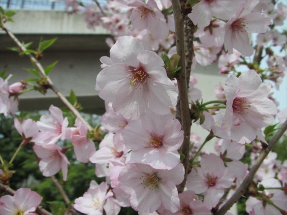 2016年4 神奈川県横浜市の霊園 都築まどか霊園の樹木葬の桜が綺麗ですIMG_0365