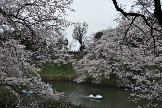 DSC_57462016年4月2日 千鳥ヶ淵の満開の桜