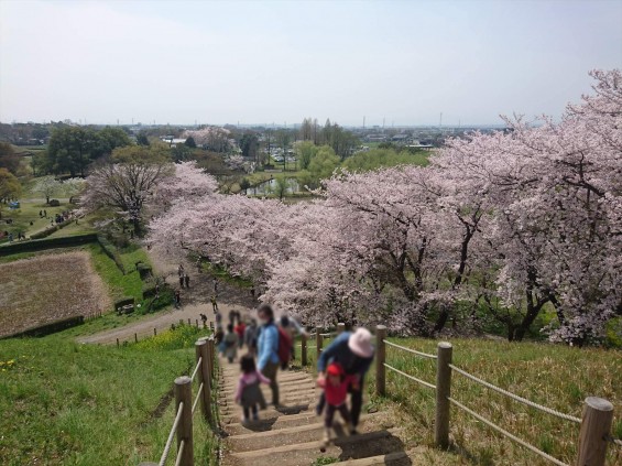 2016年4月 さきたま古墳公園の桜 満開DSC_0412