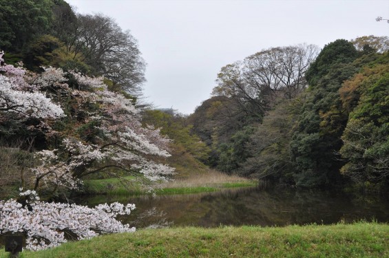 2016年4月2日 春・秋季皇居乾通り一般公開 満開の桜を見てきましたDSC_5613