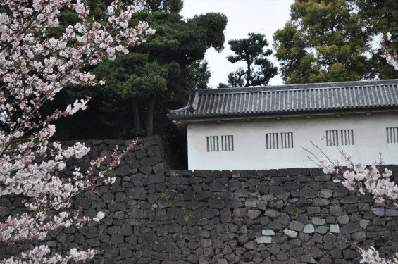 2016年4月2日 春・秋季皇居乾通り一般公開 満開の桜を見てきましたDSC_5607