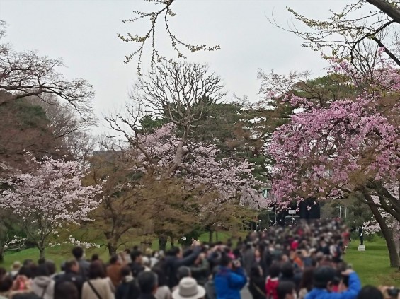2016年4月2日 春・秋季皇居乾通り一般公開 満開の桜を見てきましたDSC_0825