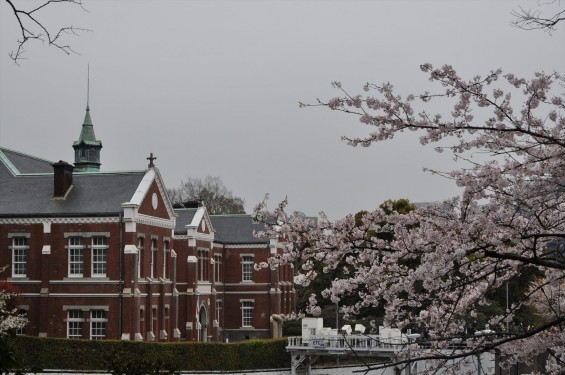 DSC_56582016年4月2日 千鳥ヶ淵の満開の桜